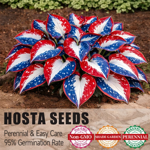 USA 250th Anniversary Premium Rare Hosta Seeds