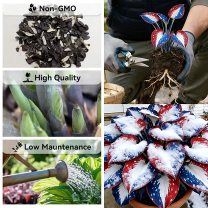 USA 250th Anniversary Premium Rare Hosta Seeds